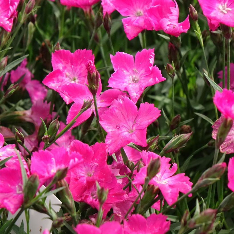 Clavel - Dianthus gratianopolitanus Kahori (Floración)