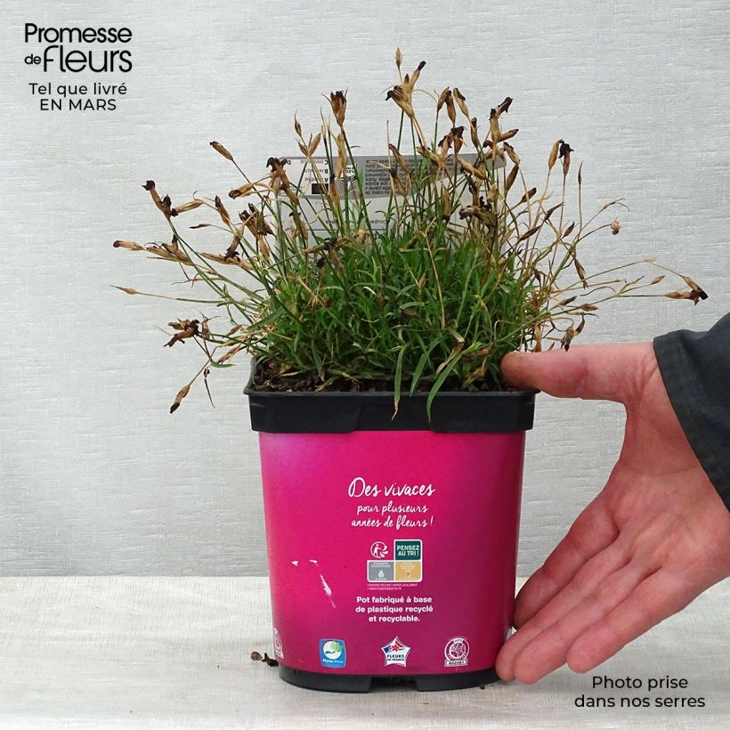 Clavel - Dianthus gratianopolitanus Kahori Maceta 2L/3L Ejemplar entregado en la primavera