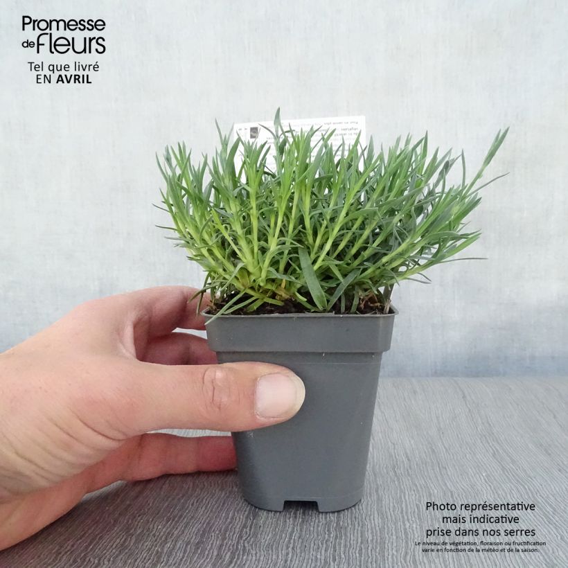 Clavel - Dianthus gratianopolitanus Whatfield Gem Maceta de 8/9 cm Ejemplar entregado en la primavera