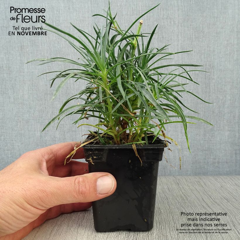 Ejemplar de Clavel coronado Cranmere Pool - Dianthus plumarius Maceta de 7/8 cm entregado en otoño
