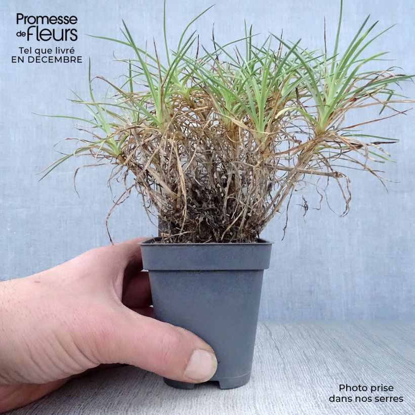 Clavel coronado Cranmere Pool - Dianthus plumarius Maceta de 7/8 cm Ejemplar entregado en invierno