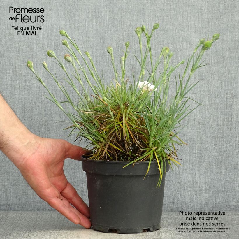 Clavel coronado Cranmere Pool - Dianthus plumarius Maceta 2L/3L Ejemplar entregado en la primavera