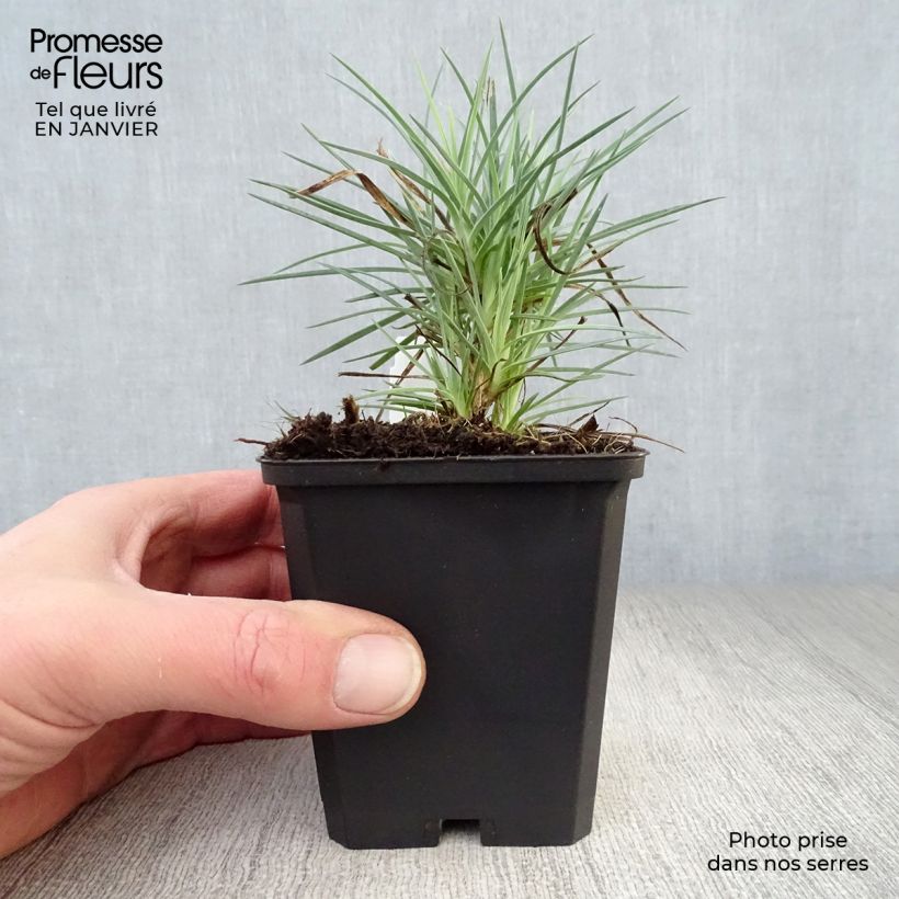 Clavel coronado David - Dianthus plumarius Maceta de 8/9 cm Ejemplar entregado en invierno