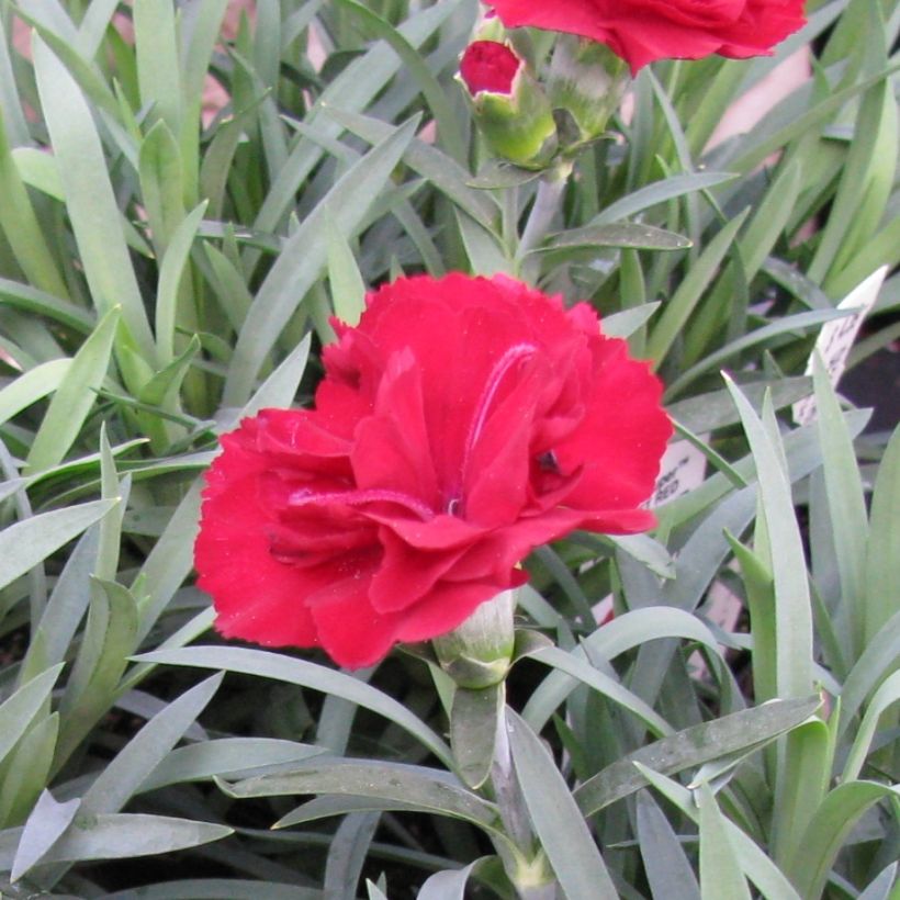 Clavel coronado Desmond - Dianthus plumarius (Floración)