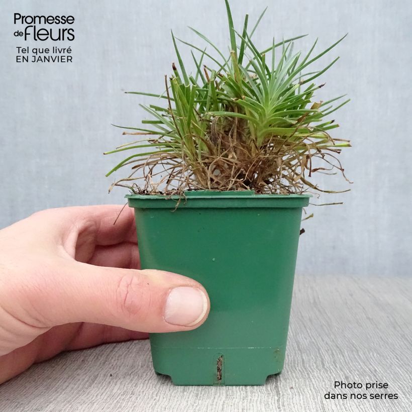 Clavel coronado Desmond - Dianthus plumarius Maceta de 8/9 cm Ejemplar entregado en invierno