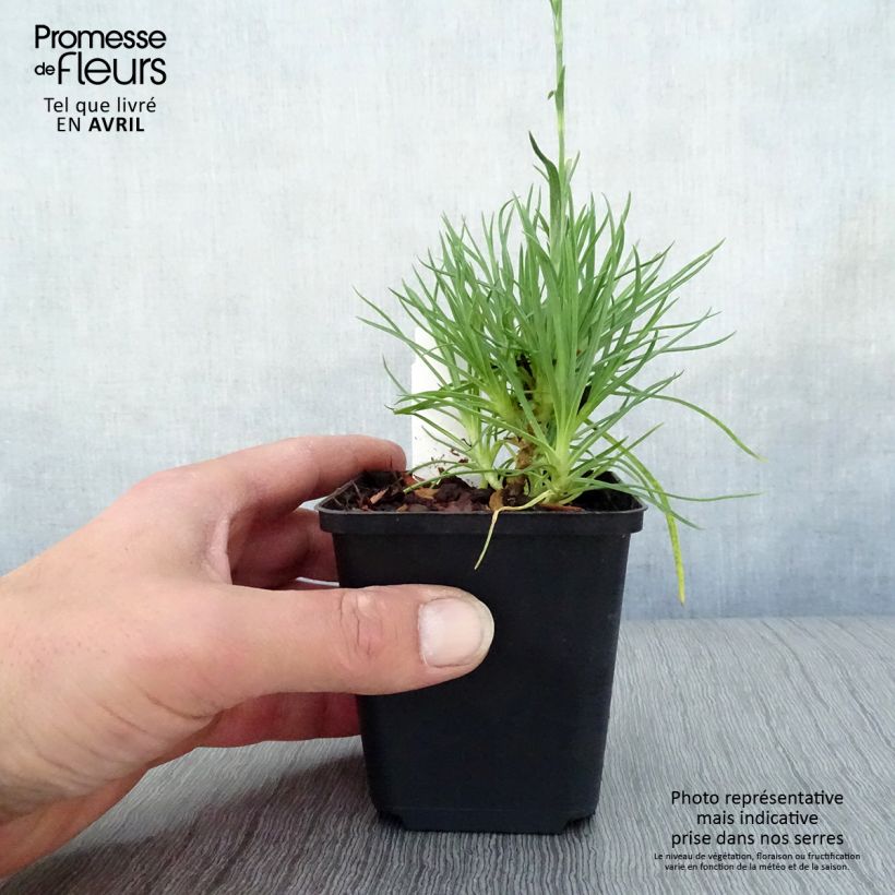 Clavel coronado Desmond - Dianthus plumarius Maceta de 8/9 cm Ejemplar entregado en la primavera