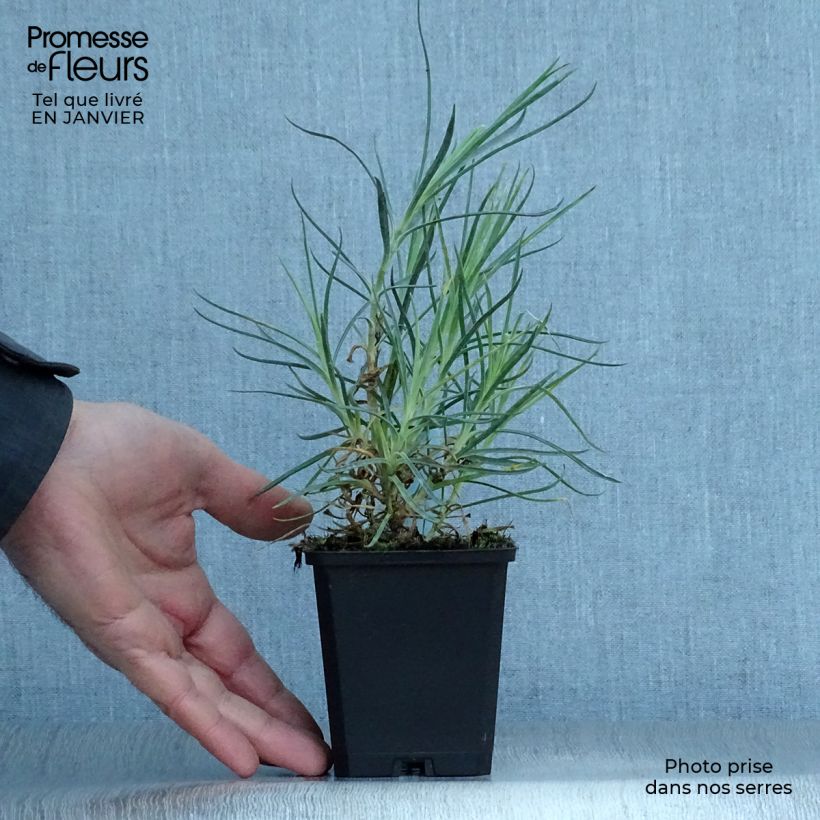 Clavel coronado Devon Cream - Dianthus plumarius Maceta de 8/9 cm Ejemplar entregado en invierno