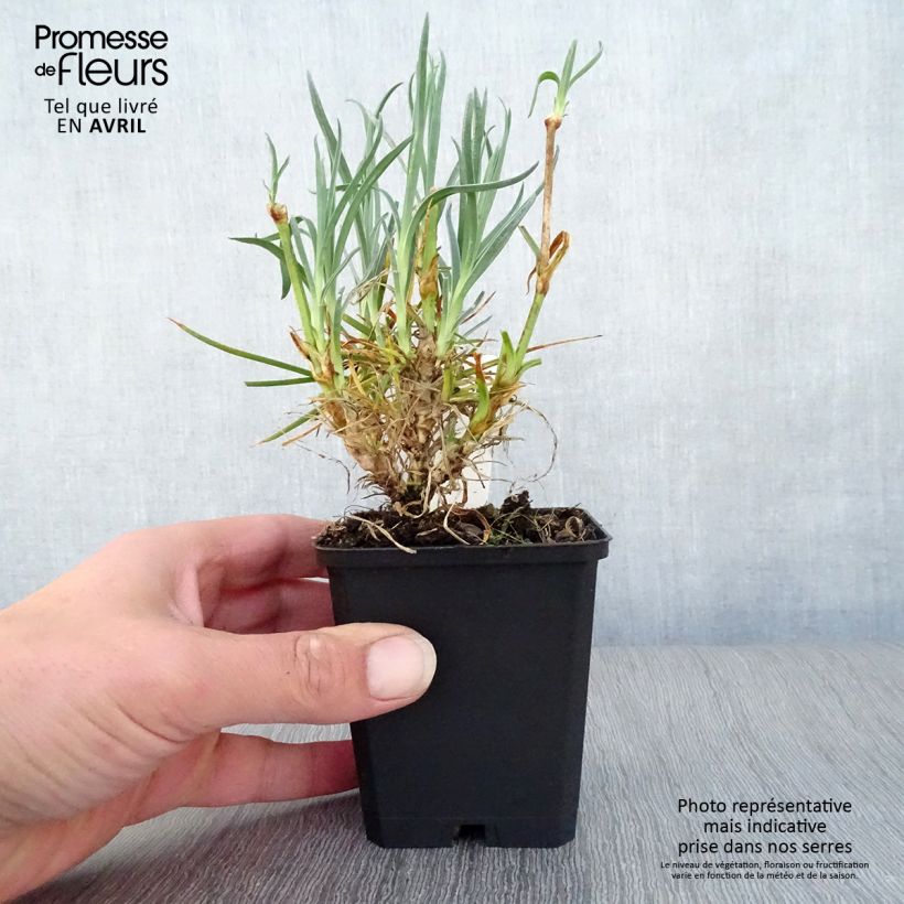 Clavel coronado Devon Cream - Dianthus plumarius Maceta de 8/9 cm Ejemplar entregado en la primavera