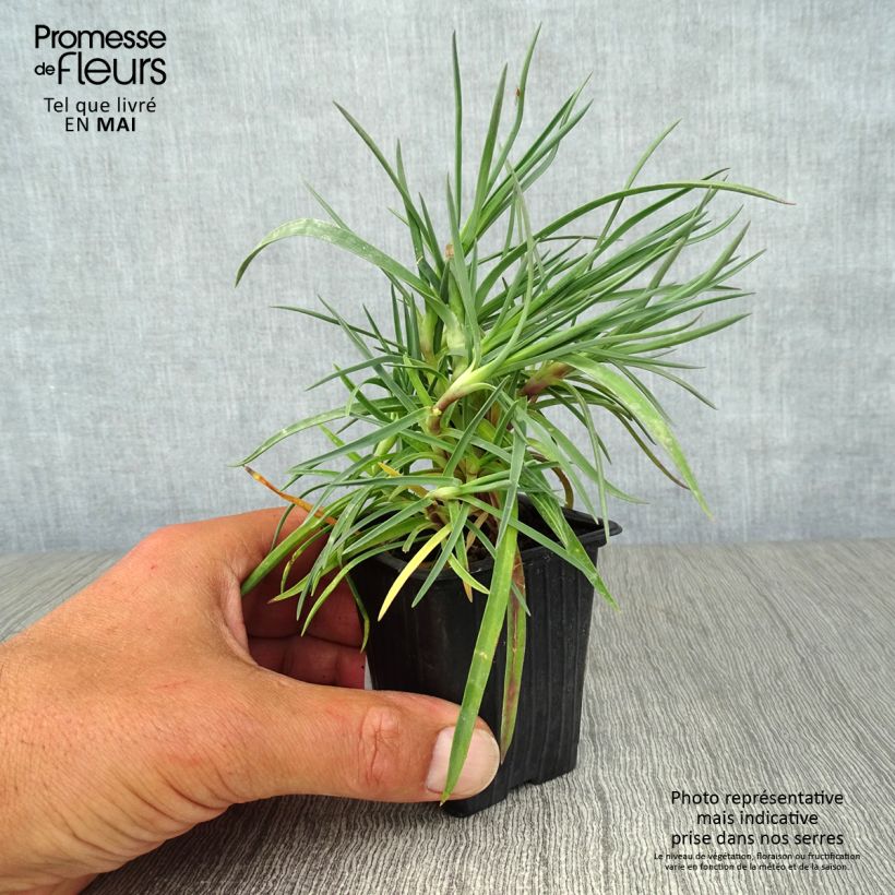 Clavel coronado Devon Dove - Dianthus plumarius Maceta de 7/8 cm Ejemplar entregado en la primavera