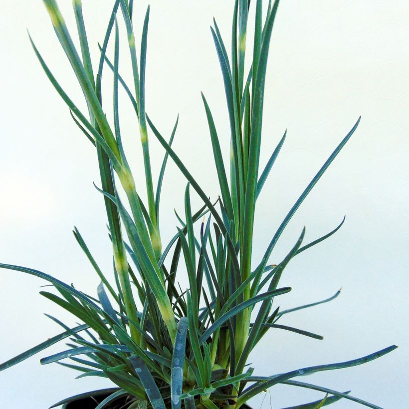 Clavel coronado Devon Magic - Dianthus plumarius (Follaje)