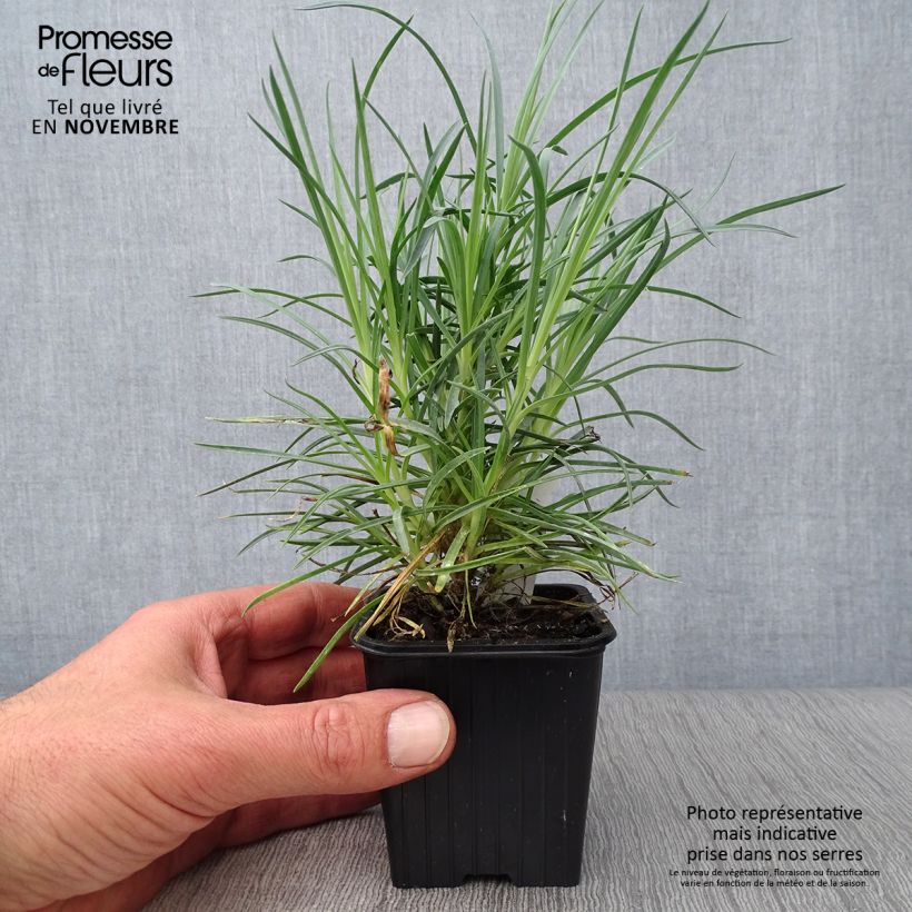 Ejemplar de Clavel coronado Doris - Dianthus plumarius Maceta de 8/9 cm entregado en otoño
