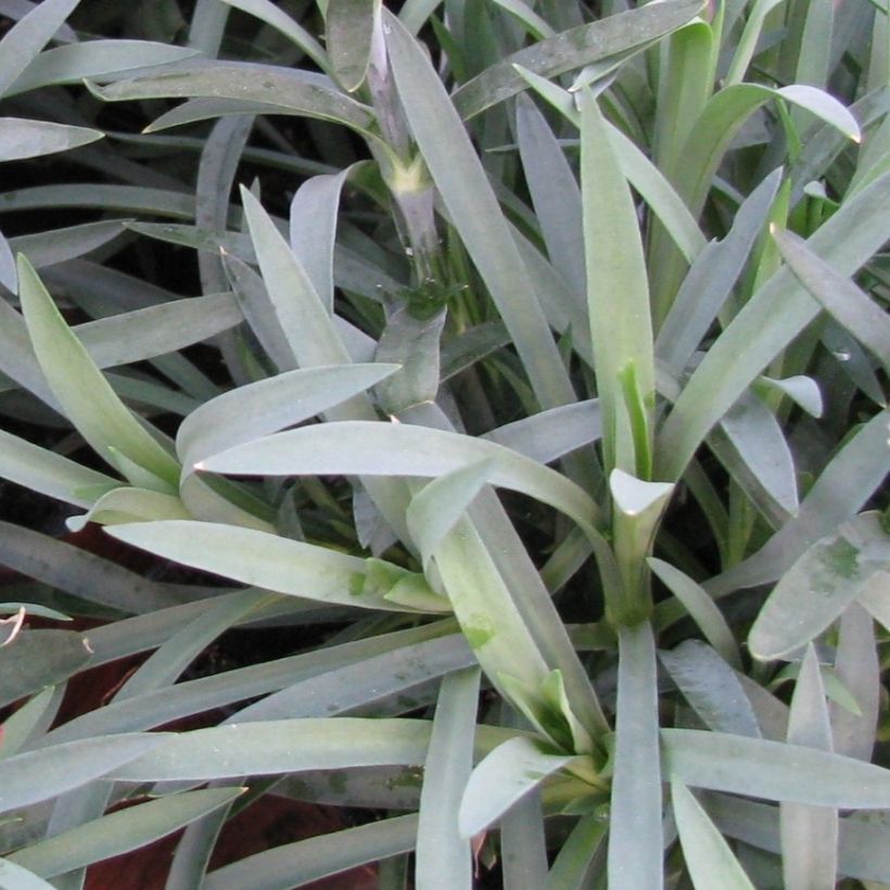 Clavel coronado Flore Pleno Albus - Dianthus plumarius (Follaje)