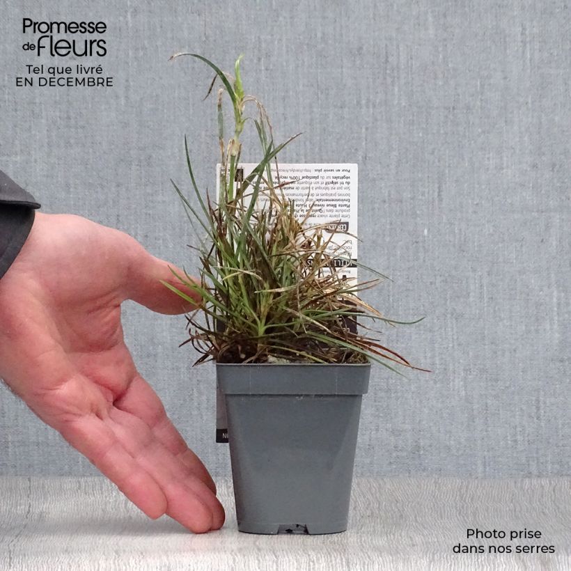 Clavel coronado Gran's Favourite - Dianthus plumarius Maceta de 8/9 cm Ejemplar entregado en invierno