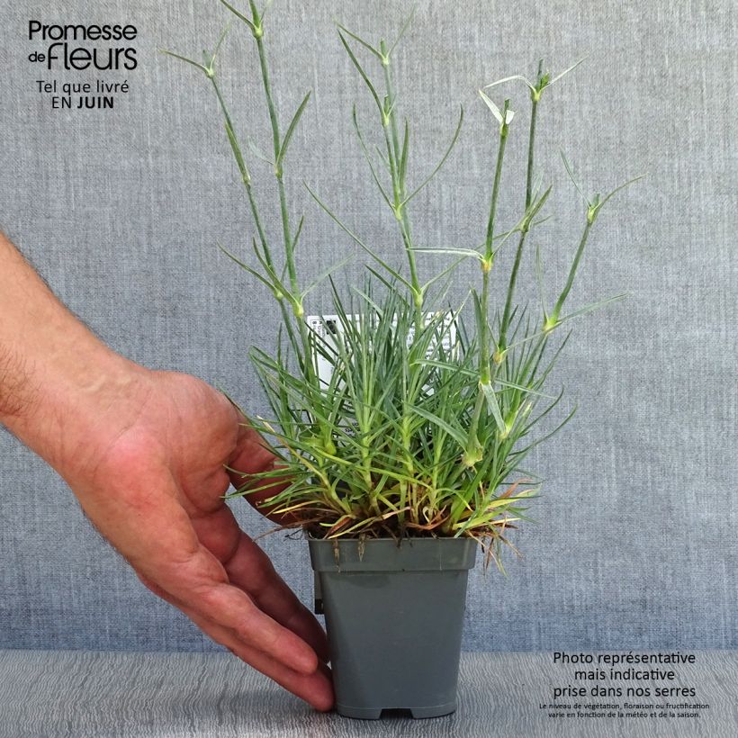 Ejemplar de Clavel coronado Gran's Favourite - Dianthus plumarius Maceta de 8/9 cm entregado en verano