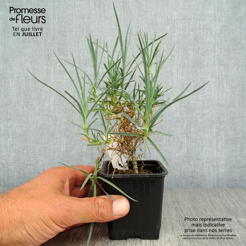 Ejemplar de Clavel coronado Haytor White - Dianthus plumarius Maceta de 8/9 cm entregado en verano