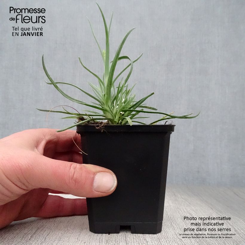 Clavel coronado Haytor White - Dianthus plumarius Maceta de 8/9 cm Ejemplar entregado en invierno