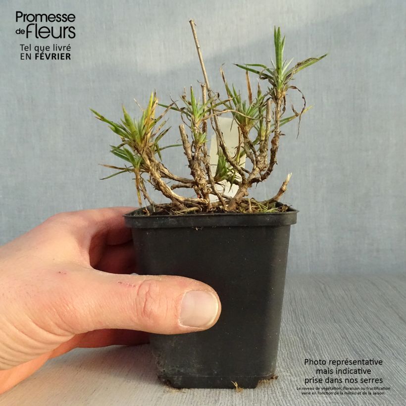 Clavel coronado Heidi - Dianthus plumarius Maceta de 8/9 cm Ejemplar entregado en invierno