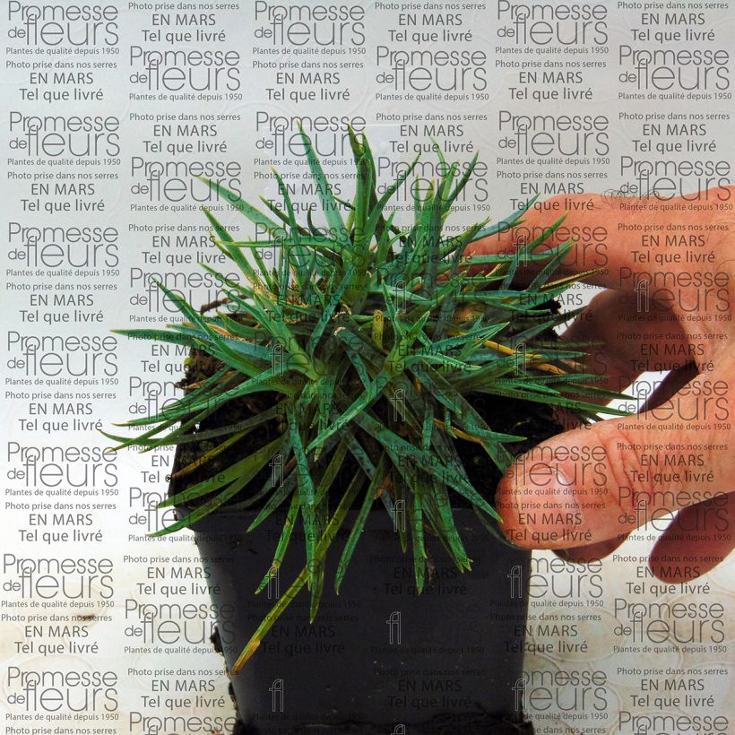 Ejemplo de ejemplar de Clavel coronado Helen - Dianthus plumarius Maceta de 8/9 cm tal y como se entrega