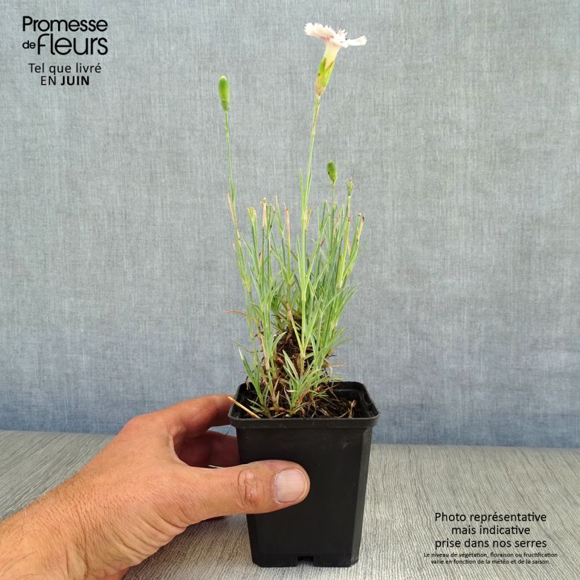 Ejemplar de Clavel coronado Ine - Dianthus plumarius Maceta de 8/9 cm entregado en verano