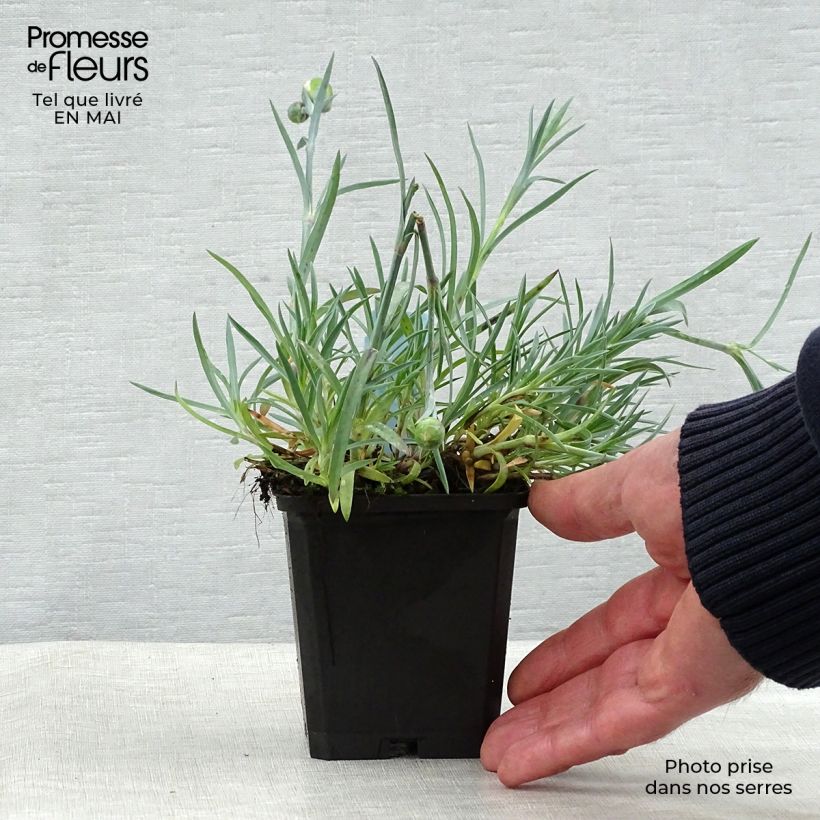 Clavel coronado Ine - Dianthus plumarius Maceta de 8/9 cm Ejemplar entregado en la primavera