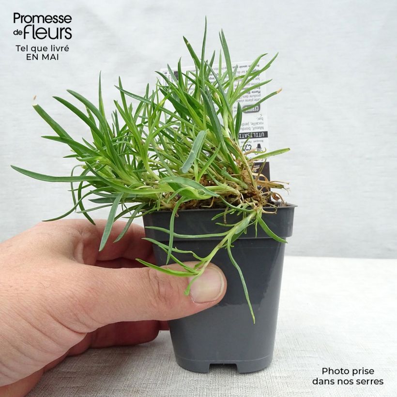 Clavel coronado Laced Monarch - Dianthus plumarius Maceta de 8/9 cm Ejemplar entregado en la primavera