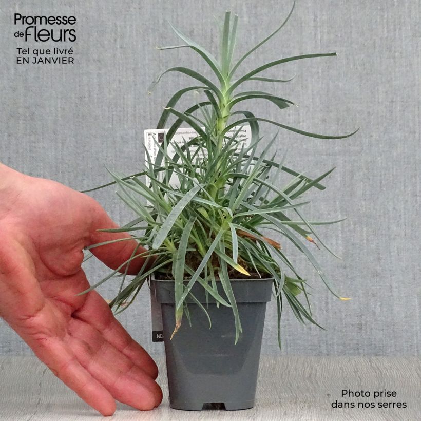 Clavel coronado Lady in Red - Dianthus plumarius Maceta de 8/9 cm Ejemplar entregado en invierno