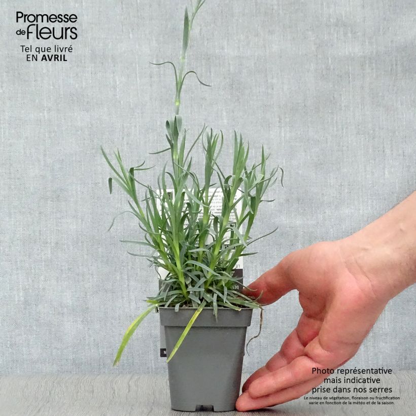 Clavel coronado Lady in Red - Dianthus plumarius Maceta de 8/9 cm Ejemplar entregado en la primavera