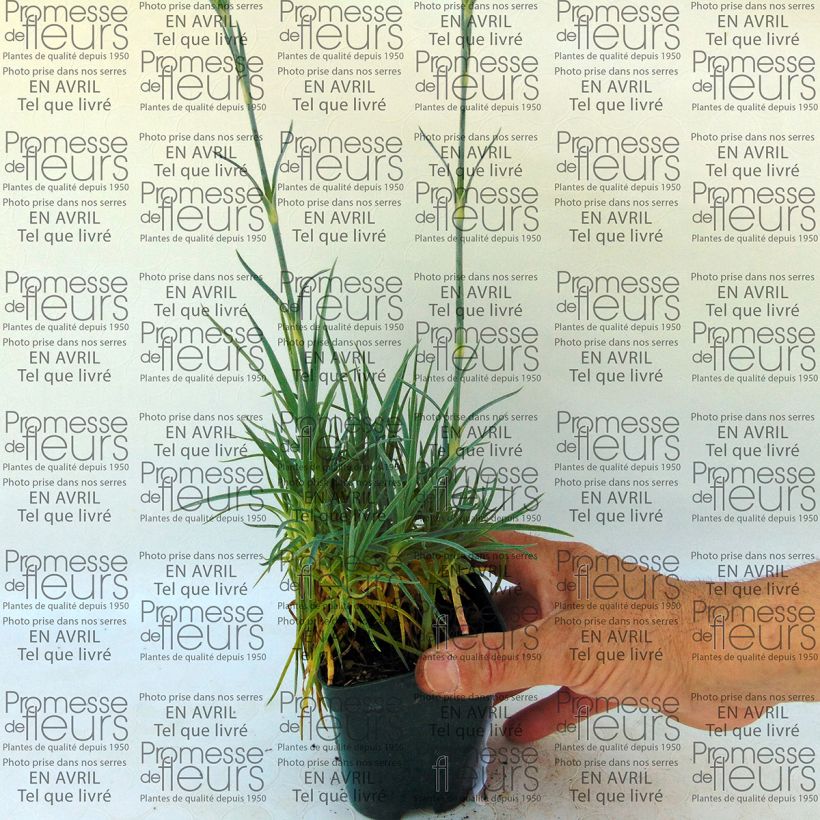 Ejemplo de ejemplar de Clavel coronado Letitia Wyatt - Dianthus plumarius Maceta de 8/9 cm tal y como se entrega