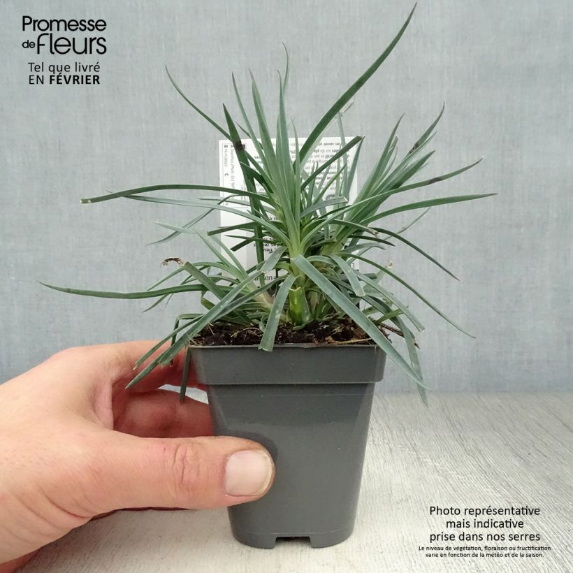 Clavel coronado Cranmere Pool - Clavel coronado Maceta de 8/9 cm Ejemplar entregado en invierno