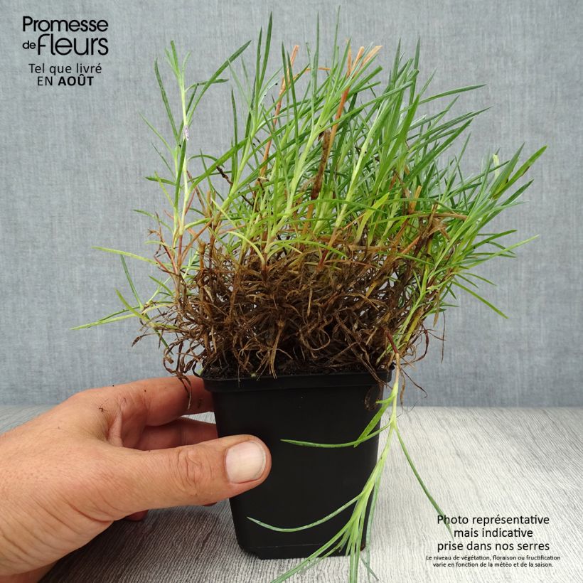 Ejemplar de Clavel coronado Maggie - Dianthus plumarius Maceta de 8/9 cm entregado en verano