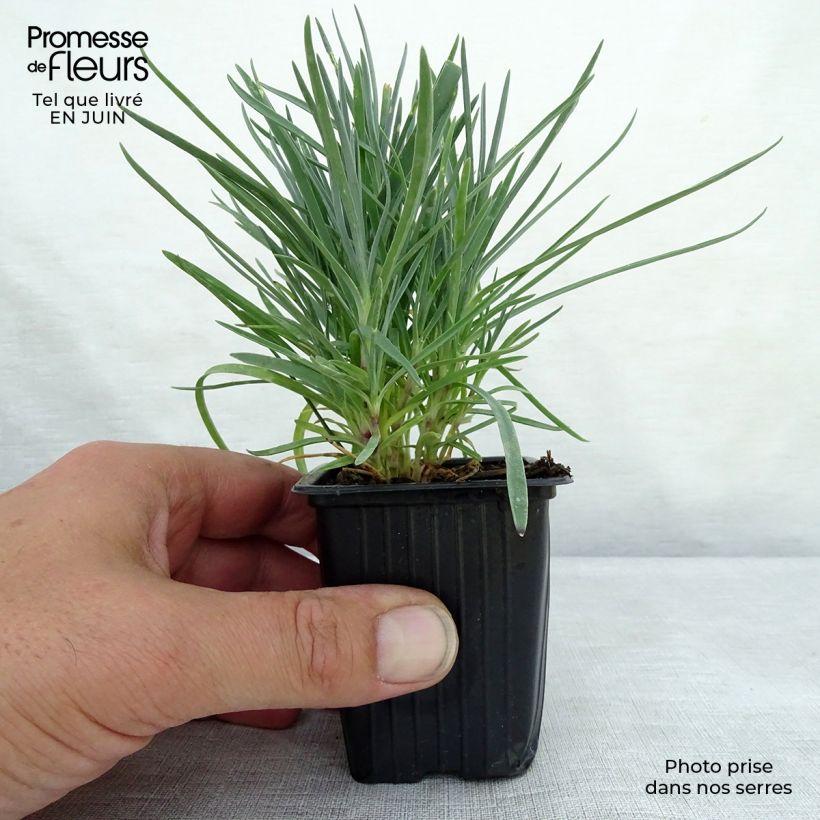Ejemplar de Clavel coronado Moulin Rouge - Dianthus plumarius Maceta de 7/8 cm entregado en verano