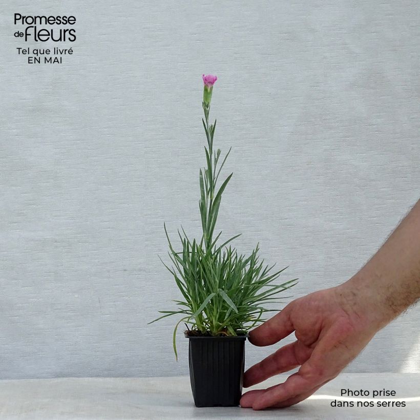 Clavel coronado Moulin Rouge - Dianthus plumarius Maceta de 7/8 cm Ejemplar entregado en la primavera