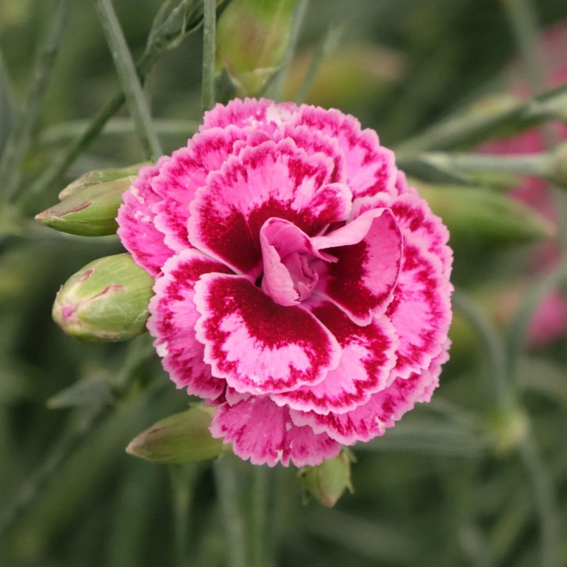 Clavel coronado Moulin Rouge - Dianthus plumarius (Floración)