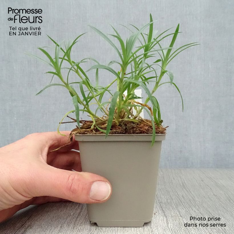 Clavel coronado Mrs Sinkins - Dianthus plumarius Maceta de 8/9 cm Ejemplar entregado en invierno