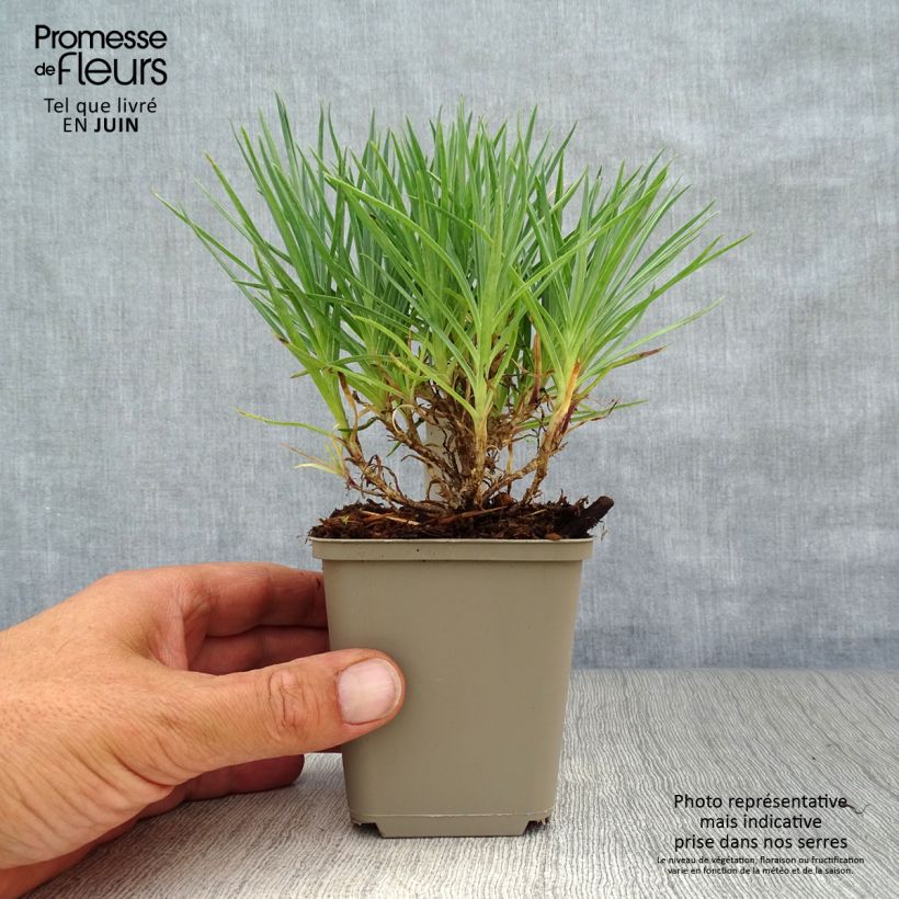 Ejemplar de Clavel coronado Munot - Dianthus plumarius Maceta de 8/9 cm entregado en verano