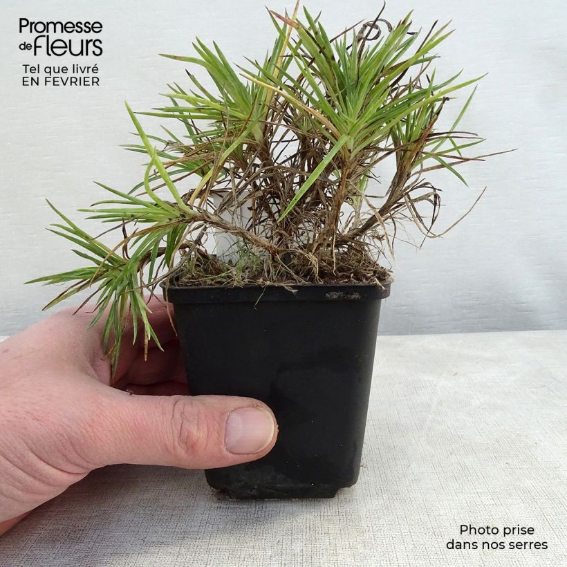 Clavel coronado Munot - Dianthus plumarius Maceta de 8/9 cm Ejemplar entregado en invierno