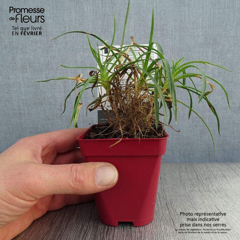 Clavel coronado Passion Hot Red - Dianthus plumarius Maceta de 8/9 cm Ejemplar entregado en invierno