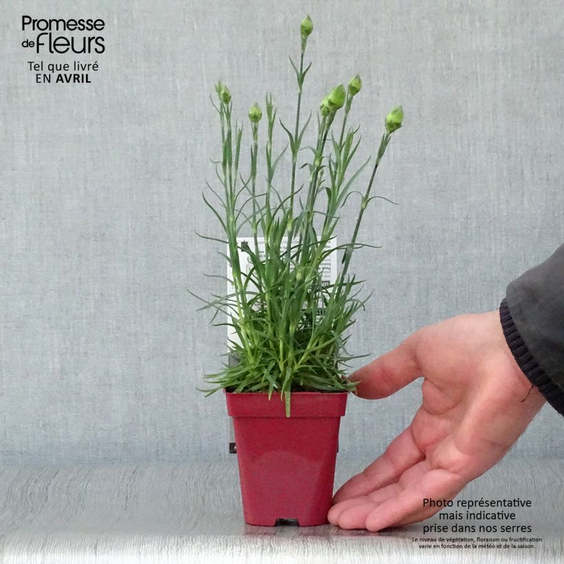 Clavel coronado Passion Hot Red - Dianthus plumarius Maceta de 8/9 cm Ejemplar entregado en la primavera