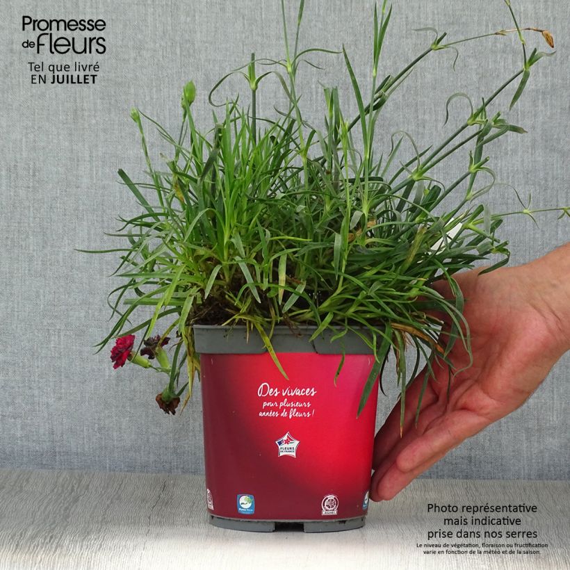 Ejemplar de Clavel coronado Passion Hot Red - Dianthus plumarius Maceta 2L/3L entregado en verano