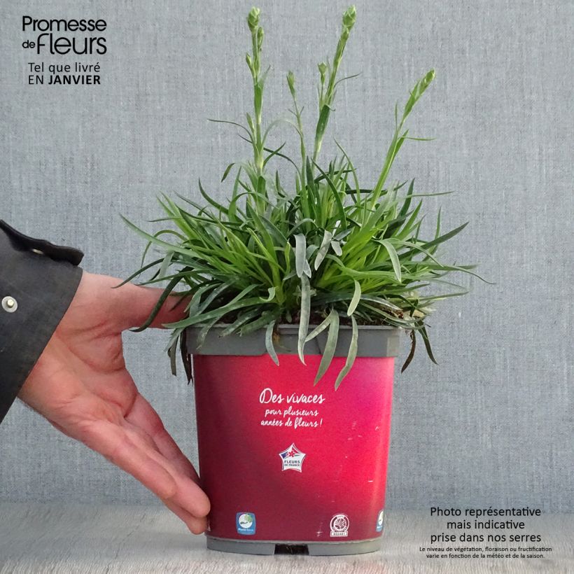 Clavel coronado Passion Hot Red - Dianthus plumarius Maceta 2L/3L Ejemplar entregado en invierno