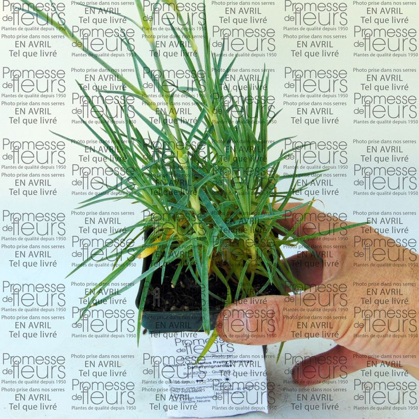 Ejemplo de ejemplar de Clavel coronado Pretty Flamingo - Dianthus plumarius Maceta de 8/9 cm tal y como se entrega