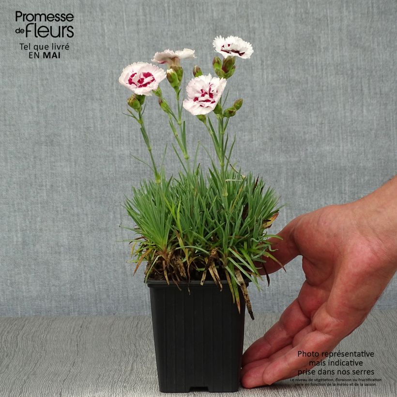 Clavel coronado Scent First Coconut Sundae - Dianthus plumarius Maceta de 7/8 cm Ejemplar entregado en la primavera