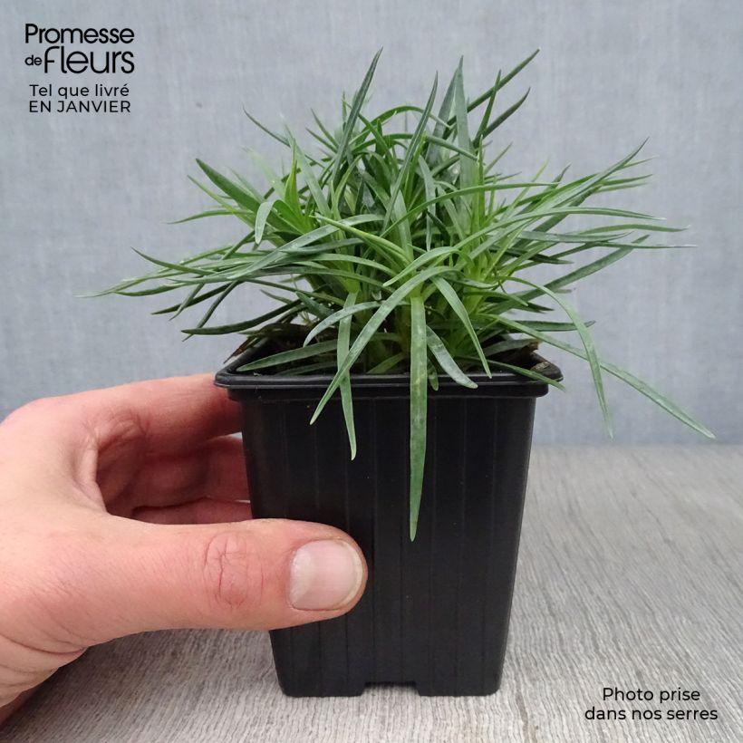 Clavel coronado Scent First Iced Gem - Dianthus plumarius Maceta de 7/8 cm Ejemplar entregado en invierno