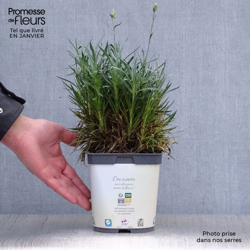 Clavel coronado Scent First Memories - Dianthus plumarius Maceta 2L/3L Ejemplar entregado en invierno