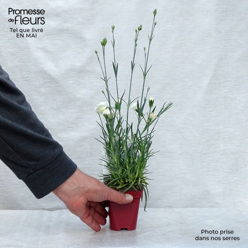 Clavel coronado Scent First Memories - Dianthus plumarius Maceta de 7/8 cm Ejemplar entregado en la primavera