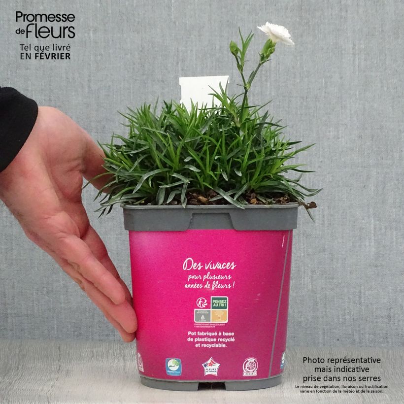 Clavel coronado Scent First Raspberry Sundae - Dianthus plumarius Maceta 2L/3L Ejemplar entregado en invierno