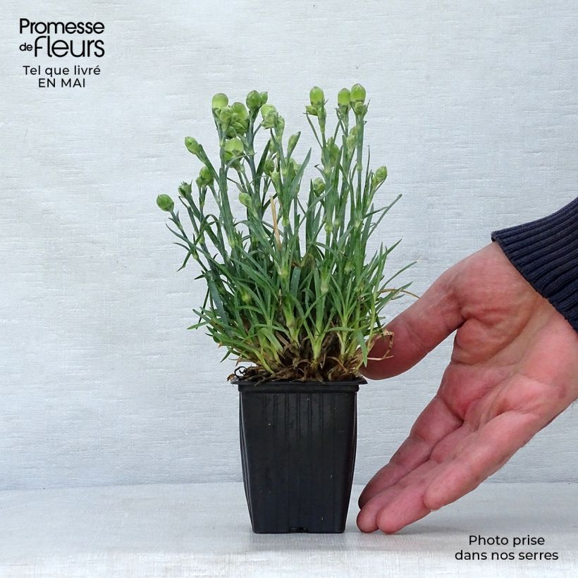 Clavel coronado Scent First Raspberry Sundae - Dianthus plumarius Maceta de 7/8 cm Ejemplar entregado en la primavera