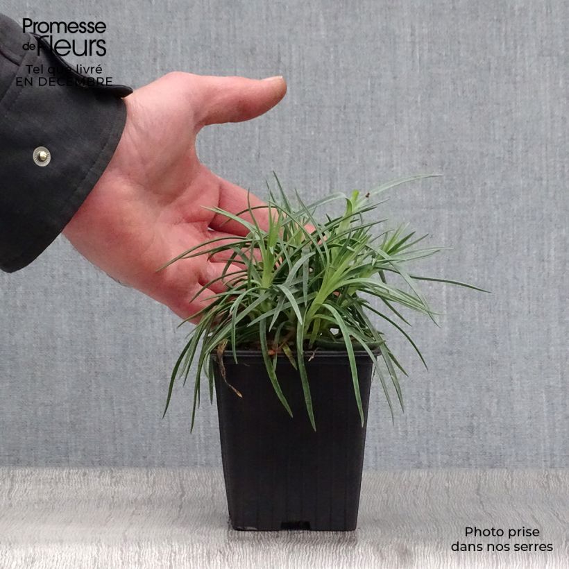 Clavel coronado Scent First Romance - Dianthus plumarius Maceta de 7/8 cm Ejemplar entregado en invierno