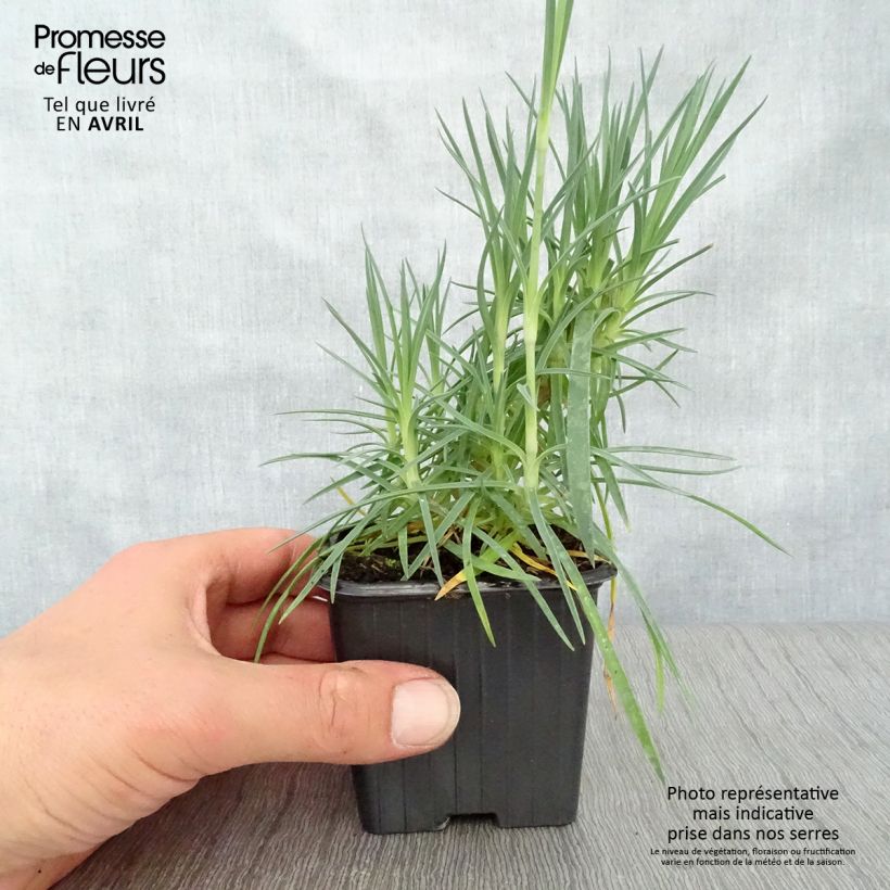 Clavel coronado Scent First Romance - Dianthus plumarius Maceta de 7/8 cm Ejemplar entregado en la primavera