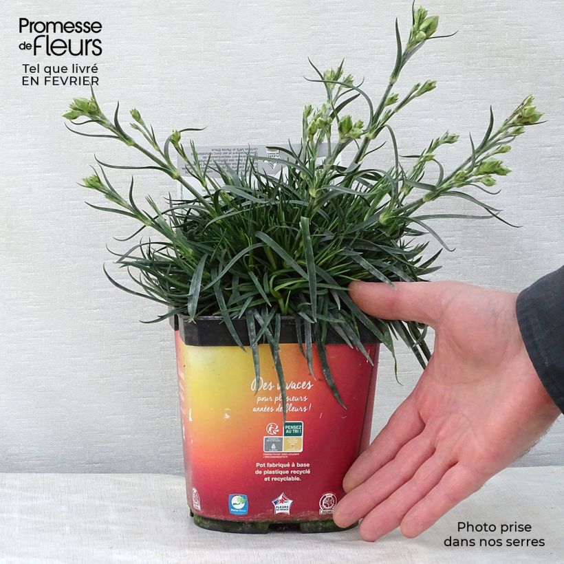 Clavel coronado Scent First Romance - Dianthus plumarius Maceta 2L/3L Ejemplar entregado en invierno